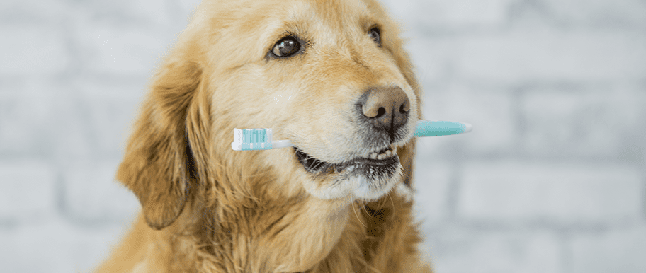 brosse à dents chien